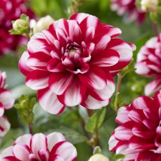 Dahlia Decorative Jamaica