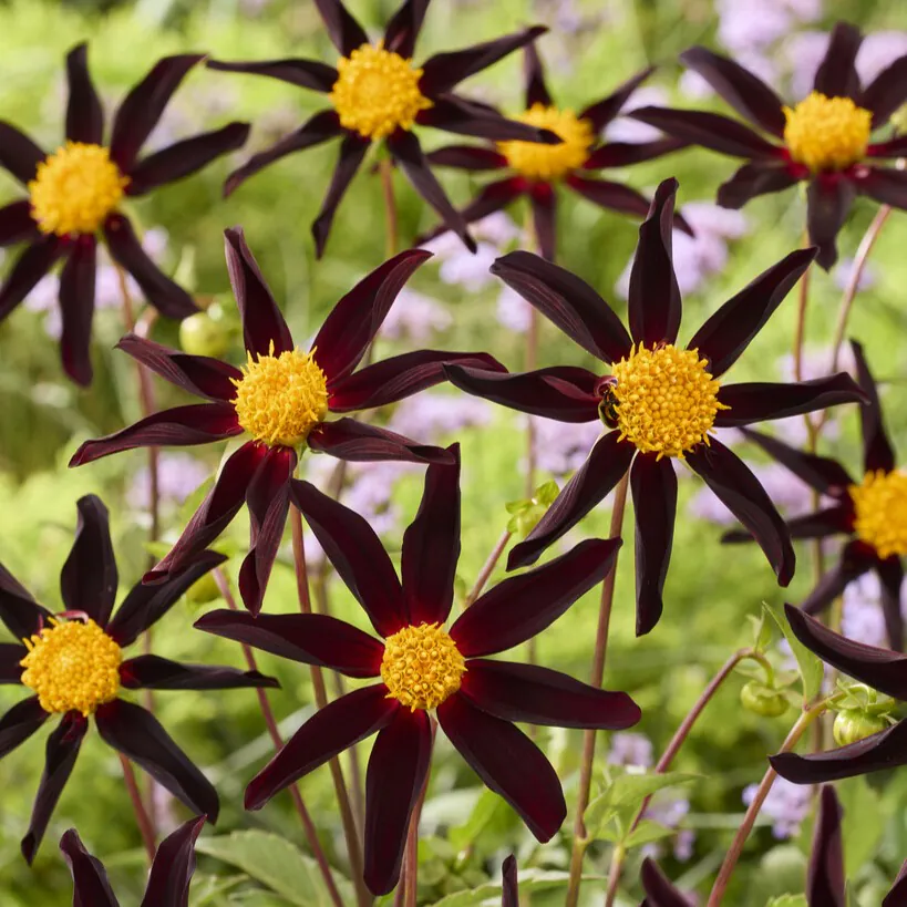 Dahlia Honka Black