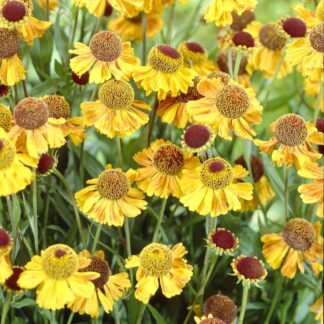 Helenium 'Wyndley'