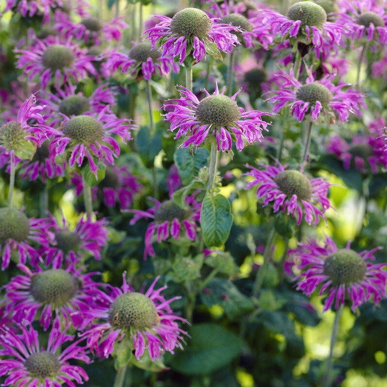 Monarda 'Prairie Night' - Bergamot