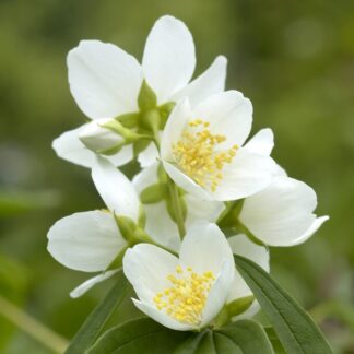 Philadelphus Starbright - Mock Orange