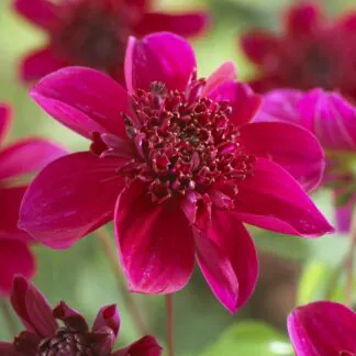 Dahlia Anemone Purpinka