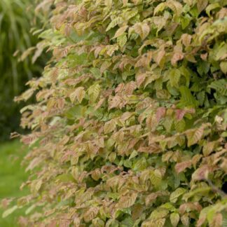 Carpinus Betulus - Hornbeam - Bare Root Hedging 60-80cm - Pack of 12