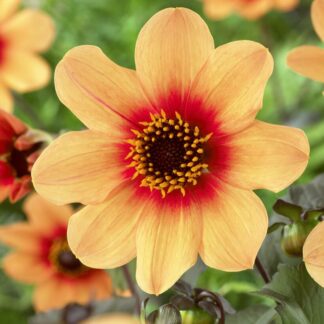 Dahlia Happy Single Date