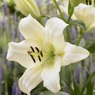 Lilium Ercolano - Pack of Two Lily Bulbs