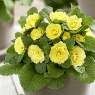 Primula Belarina Buttercup Yellow - Double Perennial Primrose