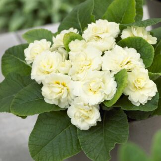 Primula Belarina Cream- Double Perennial Primrose