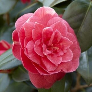 Camellia Japonica Coquettii