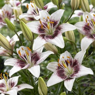 Lilium White Pixels - Pack of Two Lily Bulbs