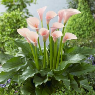Zantedeschia Aethiopica 'Flamingo' - Calla Lily