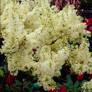 Syringa Vulgaris 'Primrose' - Yellow Flowering Lilac Tree - Circa 140-160cm Tall