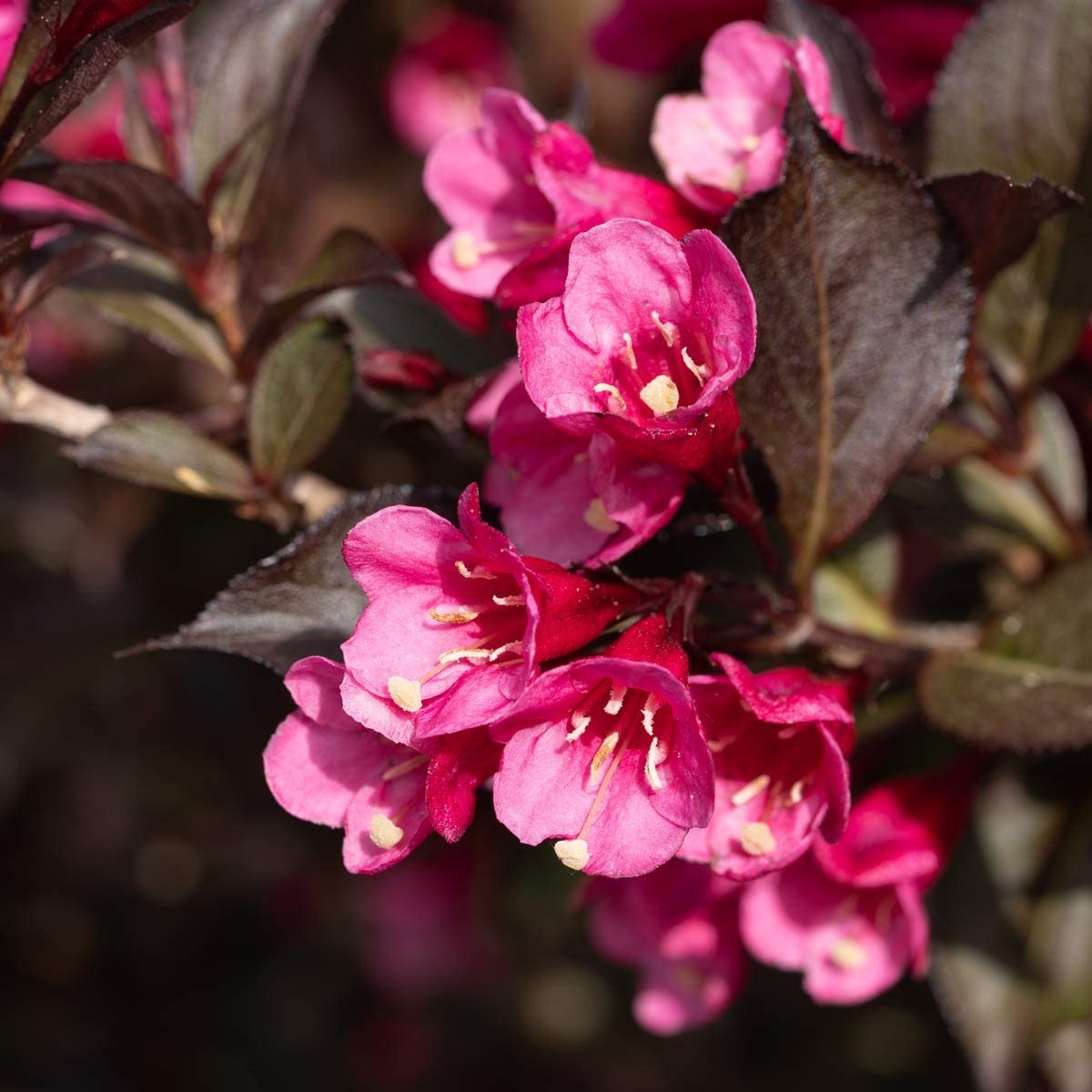 Weigela Florida Victoria - Large 100cm Shrub
