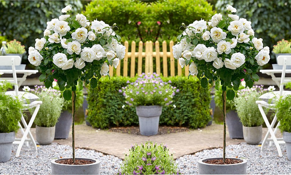 Pair of Patio Standard White Flowering Patio Rose Trees