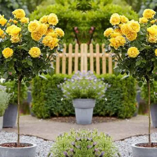 Pair of Patio Standard Yellow Flowering Patio Rose Trees