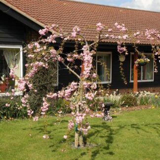 Prunus Kiku Shidare Zakura - Cherry Blossom Tree