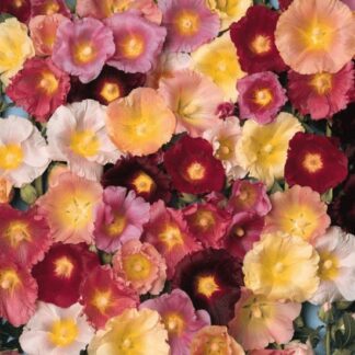 Hollyhock Happy Lights - Alcea Plants