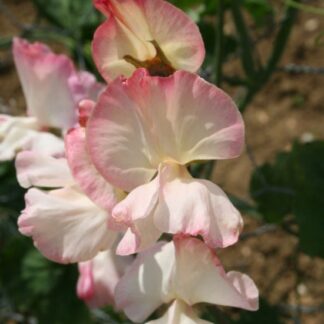 Sweet Pea Plant 'Mollie Rilstone'