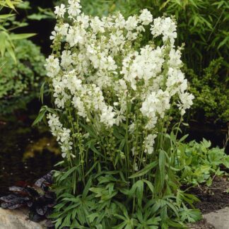 Sidalcea Candida Bianca