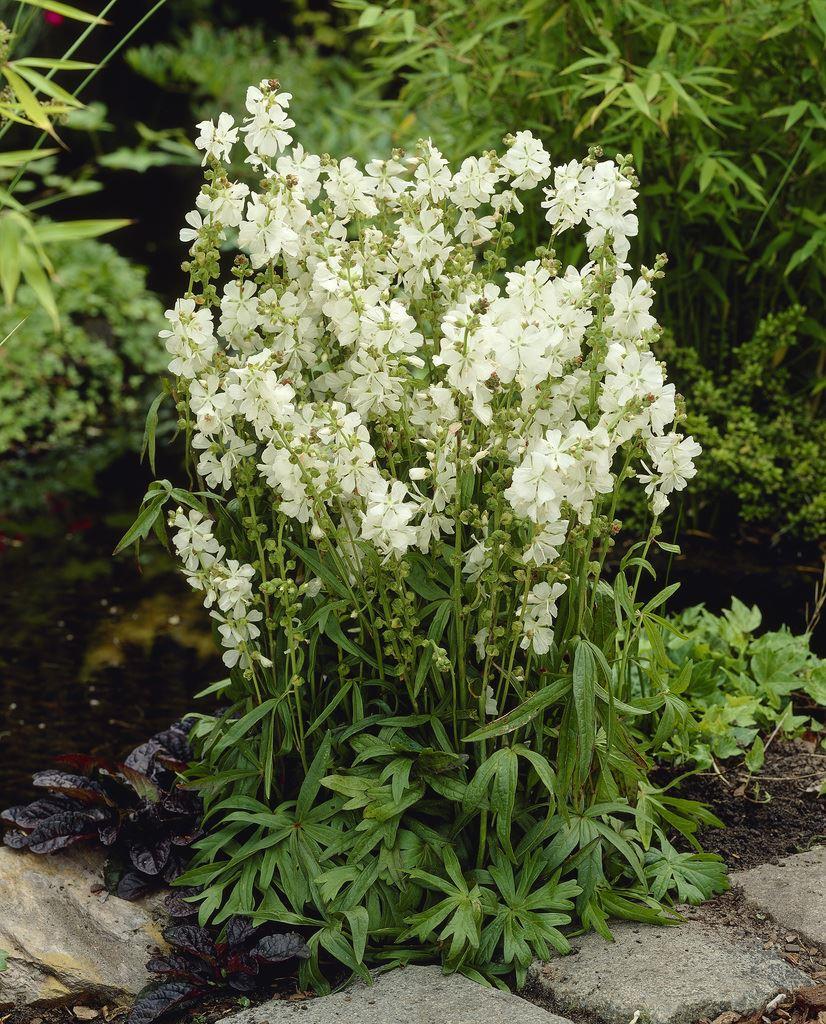 Sidalcea Candida Bianca