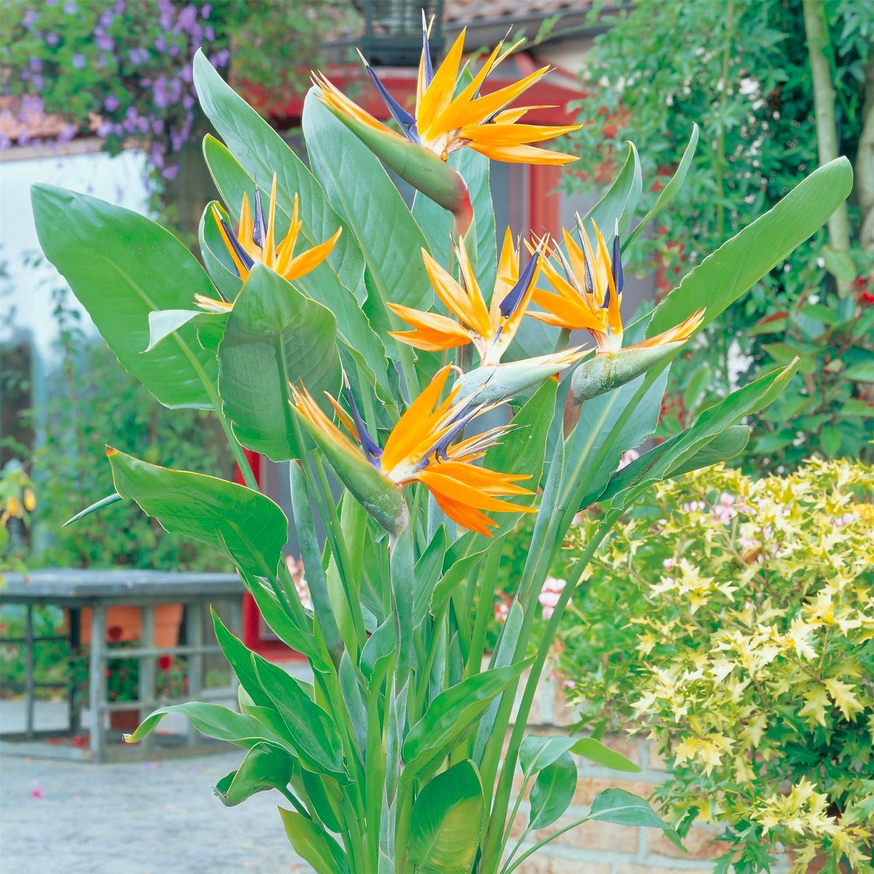 Strelitzia Reginae - Bird of Paradise Plant - 40-50cm