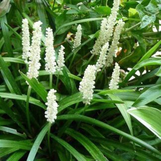 Liriope Muscari Alba - White Lily Turf