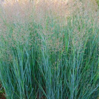 Panicum Virgatum Heavy Metal
