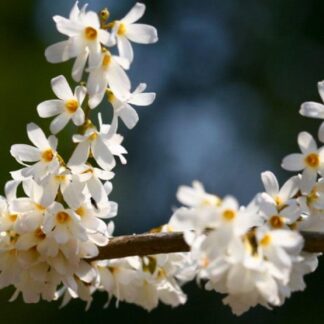 White Forsythia - Abeliophyllum Distichum