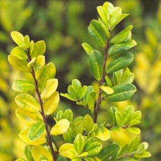 Ilex Crenata Golden Gem - Evergreen Groundcover