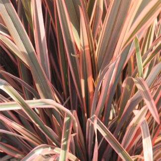 Phormium Rainbow Queen - New Zealand Flax