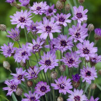 Catananche Caerulea - Cupids Dart
