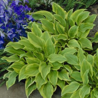 Hosta 'Golden Tiara'