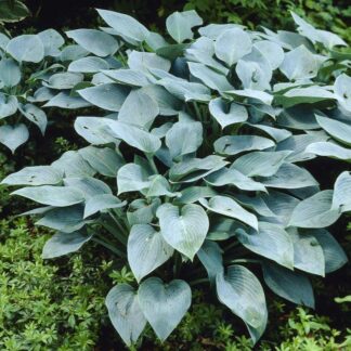 Hosta 'Halcyon'