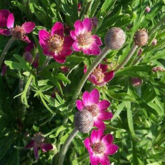 Anemone Multifida 'Rubra'