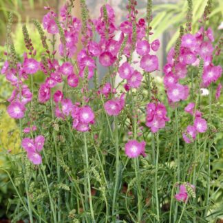 Sidalcea 'Party Girl' - Prairie Mallow