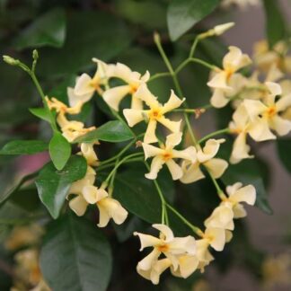 Trachelospermum Asiaticum 'Mandanianum' - Large 5-6ft Specimen Climber