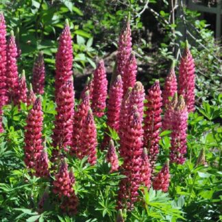 Lupinus 'The Pages' - Lupin