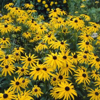 Rudbeckia Fulgida ''Goldsturm'' - Golden Cone Flower - Black Eyed Susan