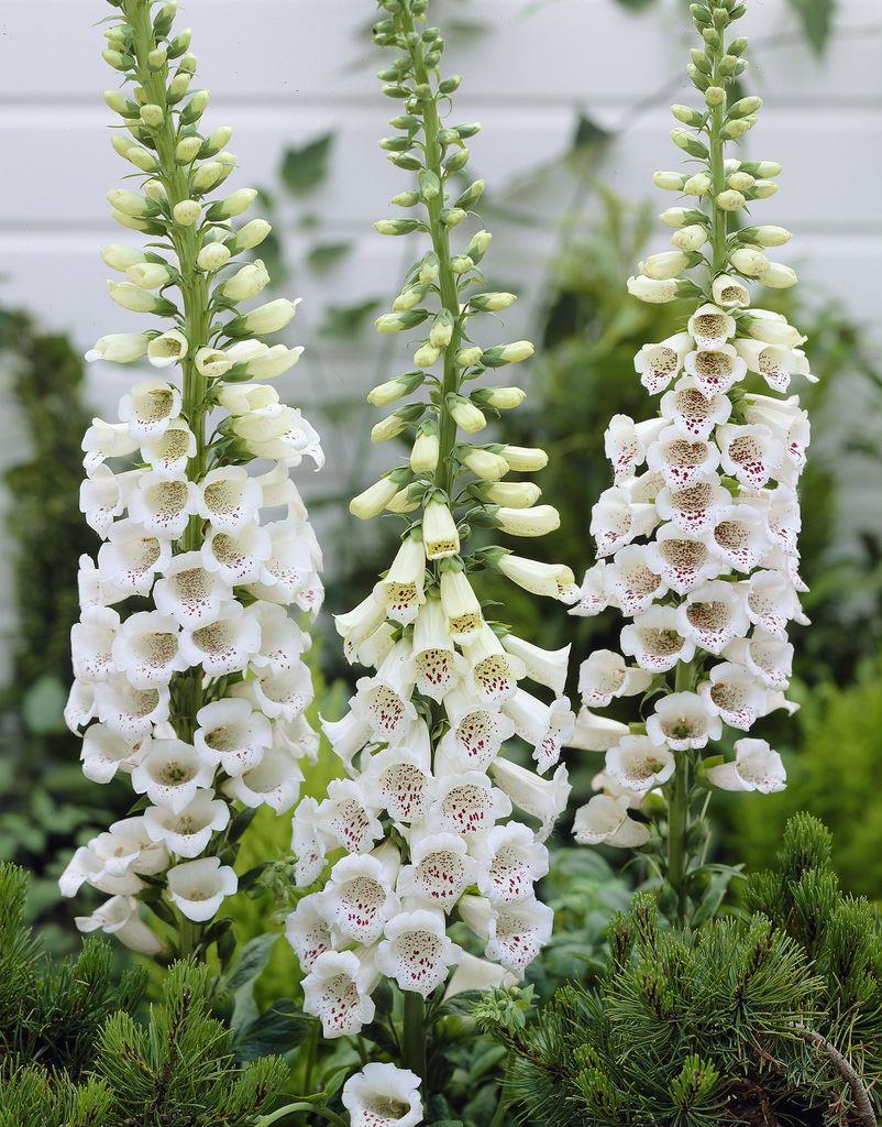 Digitalis Purpurea ''Alba'' - Albiflora Snow Thimble White Foxgloves