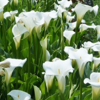 Zantedeschia Aethiopica 'Crowborough' - Hardy White Calla Lily