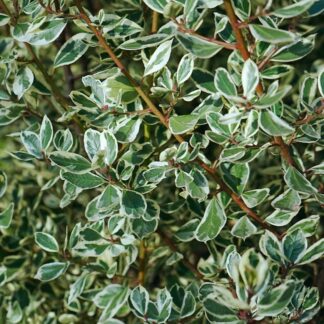 Rhamnus Alaternus 'Argenteovariegatus' - Buckhorn