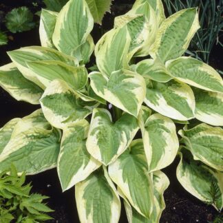 Hosta 'Wide Brim'