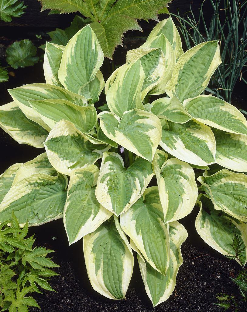 Hosta 'Wide Brim'