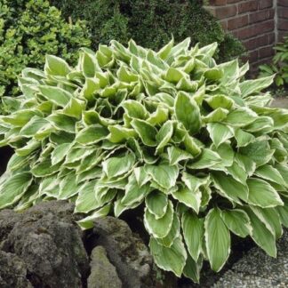 Hosta Undulata Albomarginata