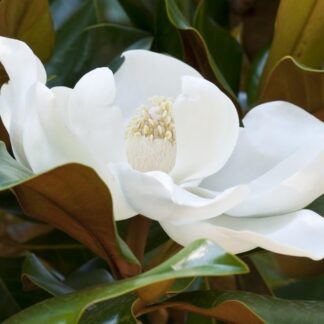 Magnolia Grandiflora 'Kay Parris'- Bull Bay Tree - Large Evergreen Magnolia Tree - Circa 180-200cms Tall