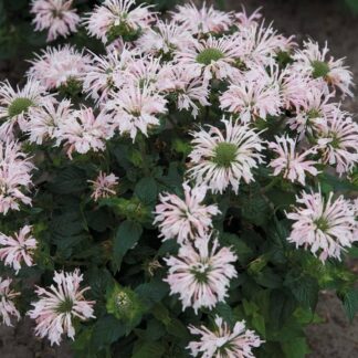 Monarda Balmy Appleblossom - Bee Balm