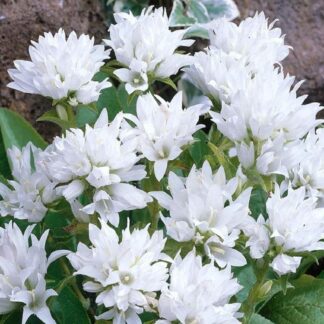 Campanula Glomerata Alba - White Clustered Bell Flower