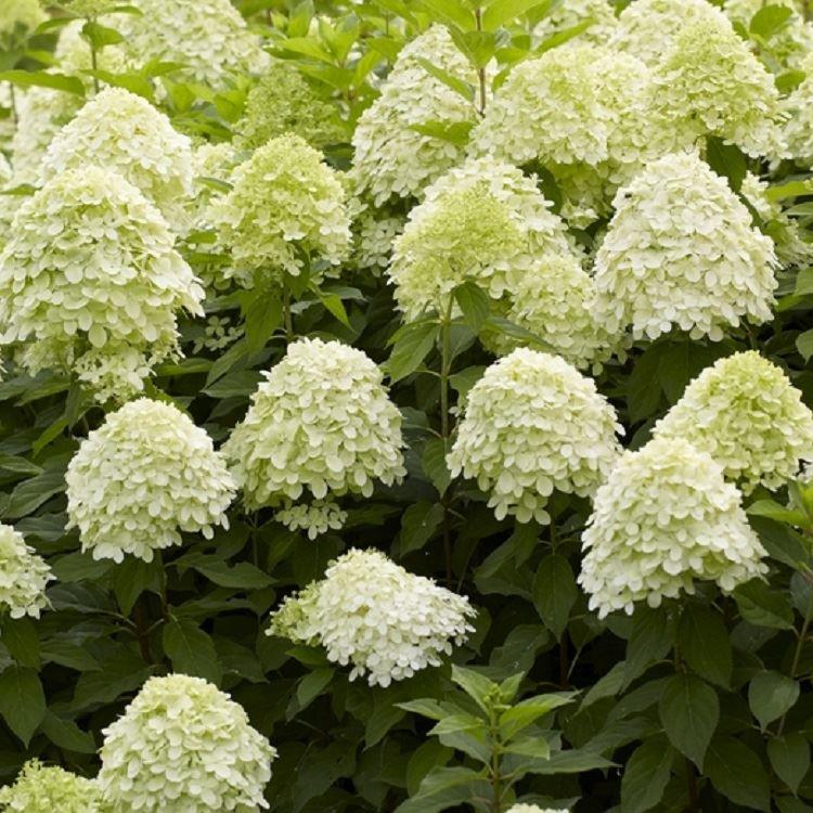 Hydrangea Paniculata Limelight