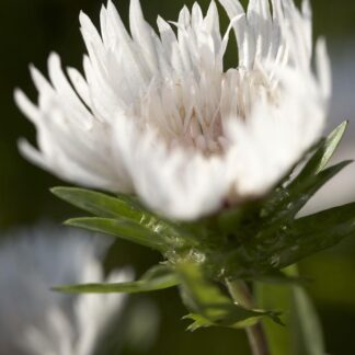 Stokesia Laevis 'Alba' - White Star Stokes Aster