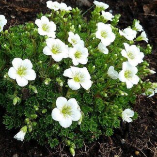 Saxifraga Mossy White - Cushion Saxifrage Plants in Bud & Bloom