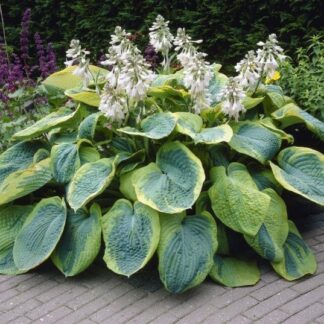 Hosta Sieboldiana 'Frances Williams'